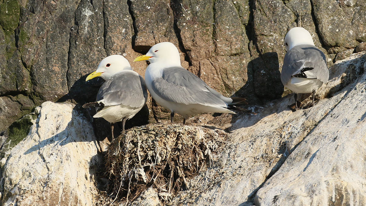 Drieteenmeeuw-Farne Islands